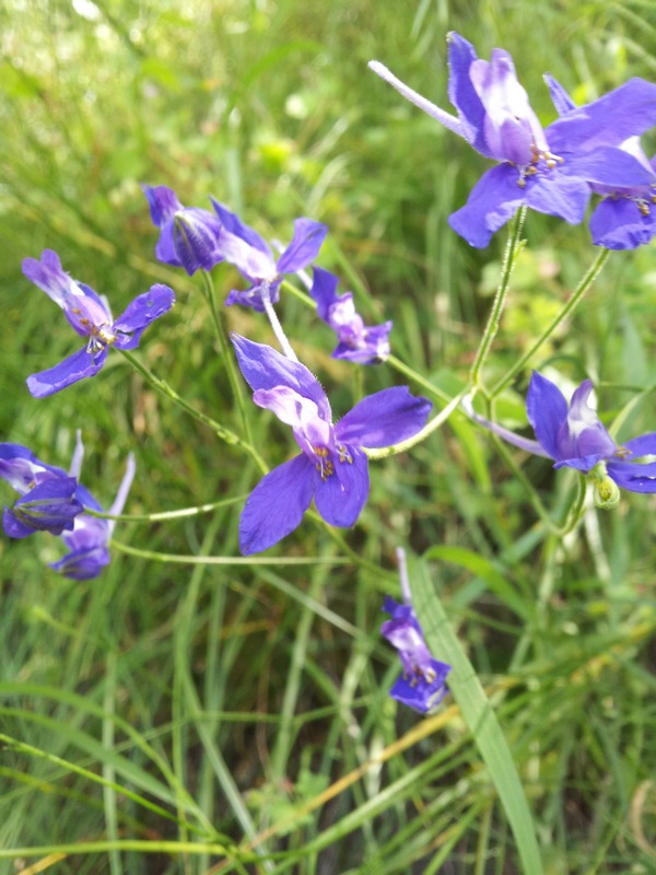 pianta da determinare - Delphinium o Consolida?